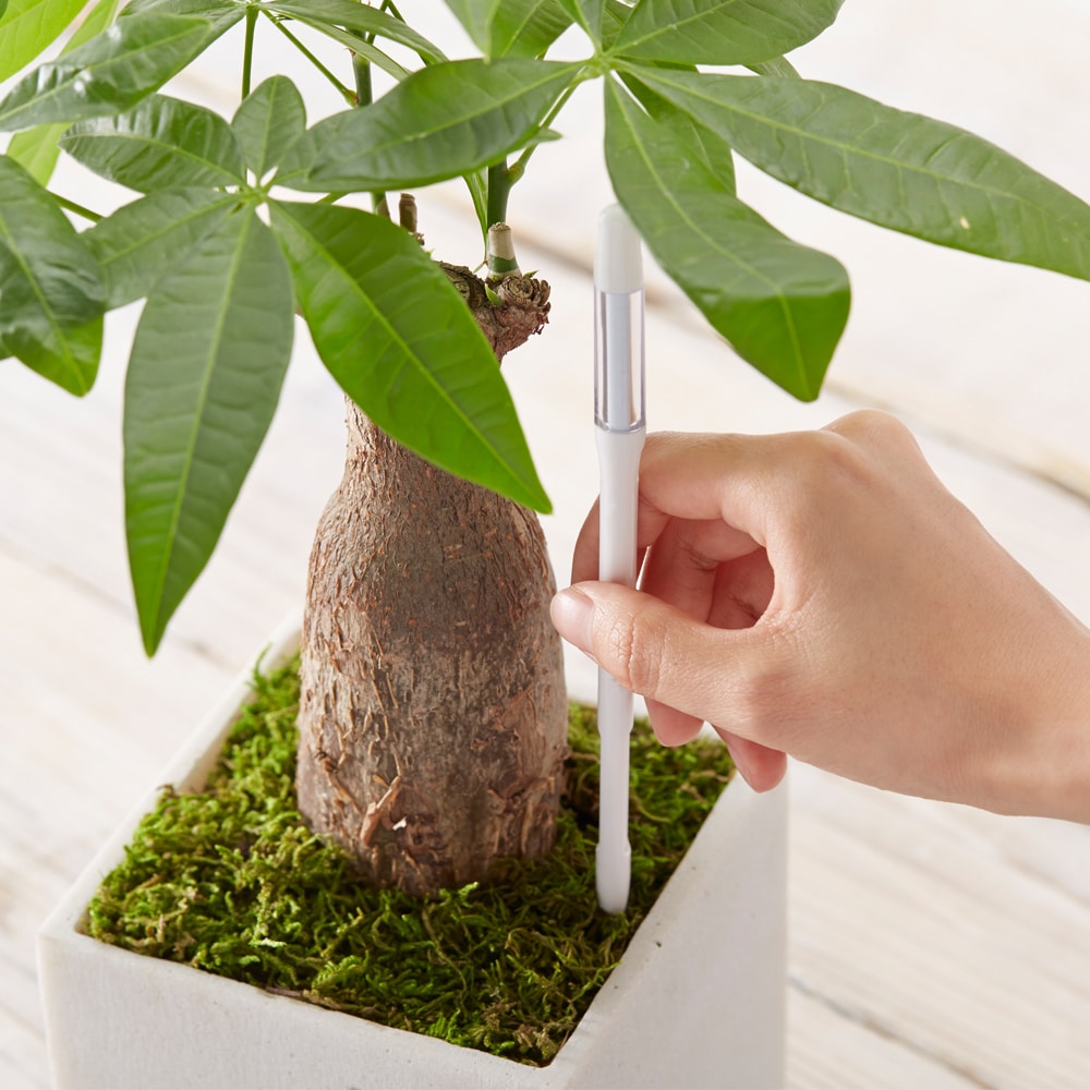 Nieuwkoop GV2200-GV2222 系列通用植物土壤湿度计